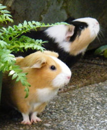 meerschweinchen_g.jpg