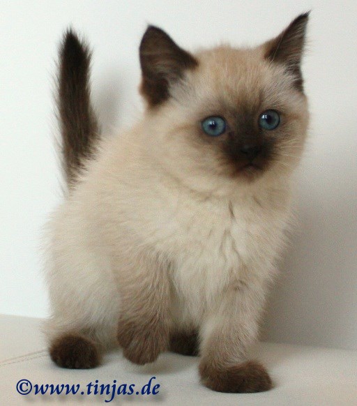 Britisch_Kurzhaar_seal_point_Katzenbabys_BKH_3.jpg