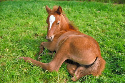 istock_pferde-fohlen.jpg