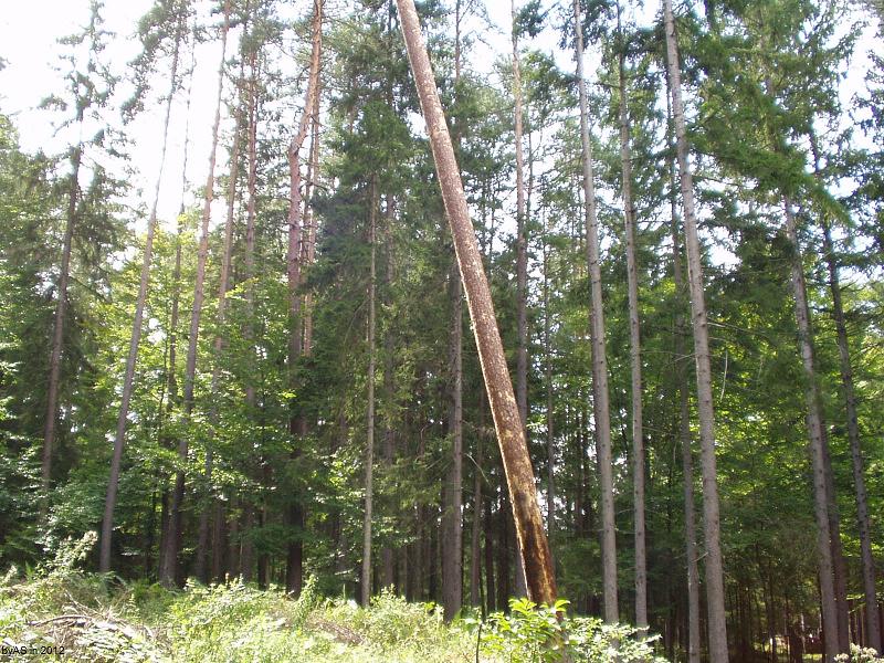 windschiefe_Kiefer_P8290013_2.JPG