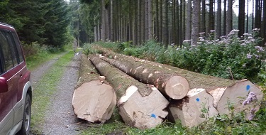 P1130002Tannengatterb.jpg