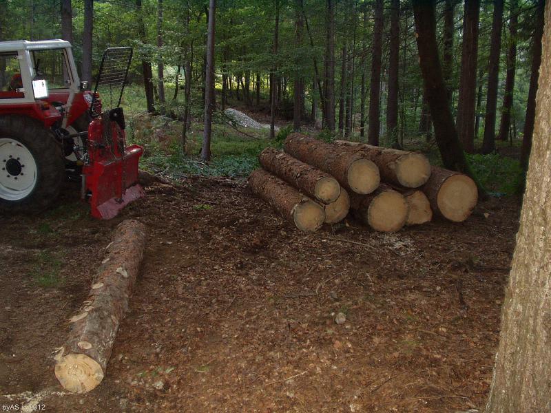 9_Stück_Bloche_mit_3_m_aus_einem_Baum_PA010001_2.JPG