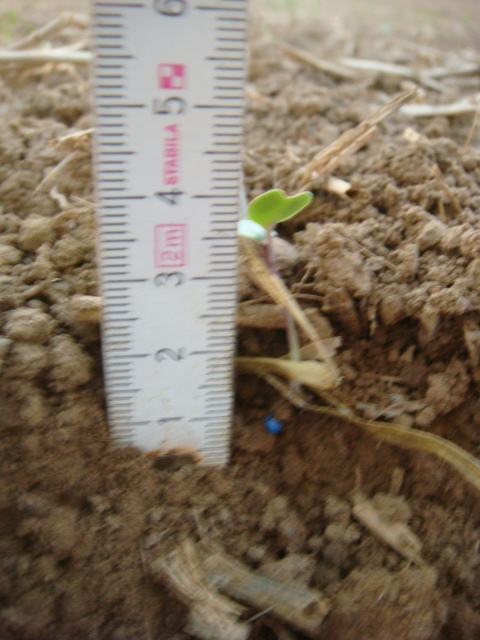 Flach gesäter Grubber-Raps.JPG