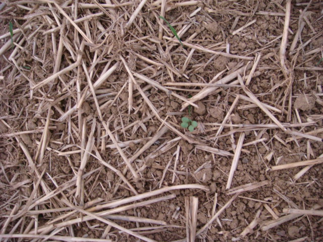 Suchbild Grubber-Raps.JPG