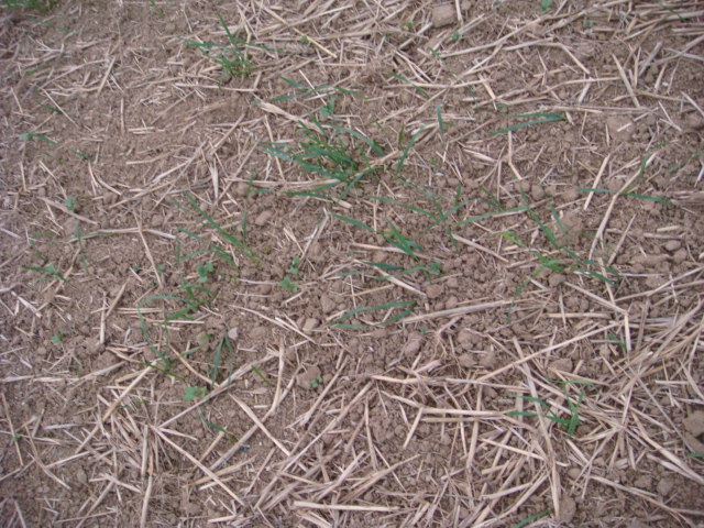 Grubber-Raps mit Stroh und Ausfallgetreide.JPG