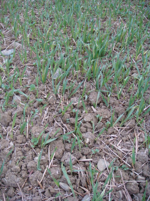 Grubber-Raps mit Ausfallgetreide.JPG