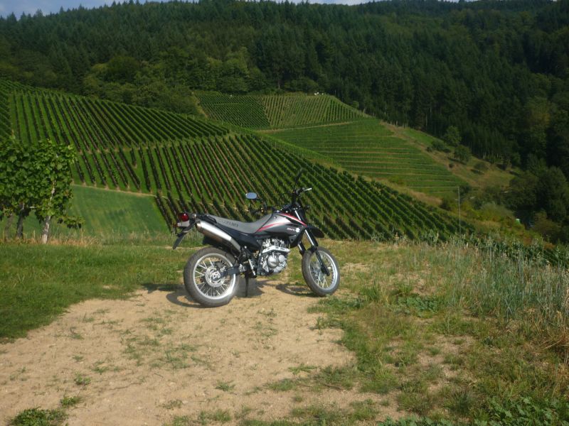 moped im weinberg.jpg