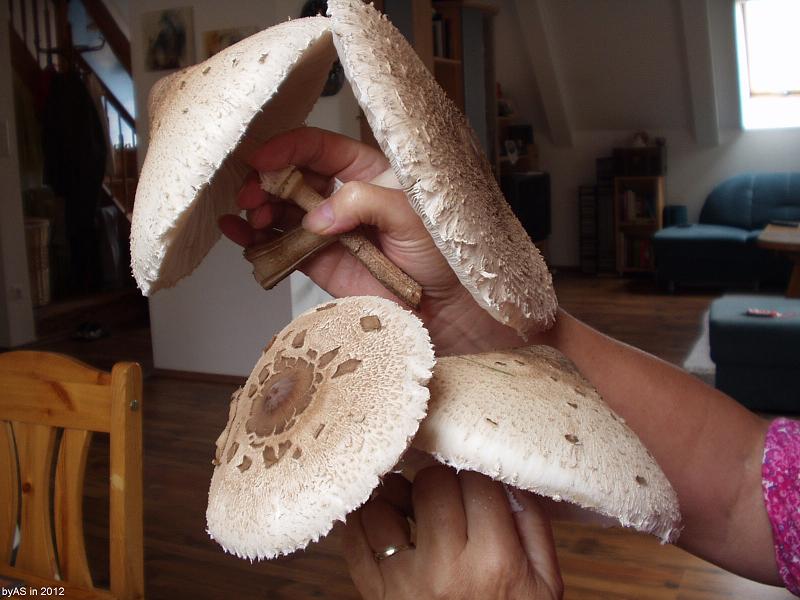 4_Parasole_P9230001_2.JPG