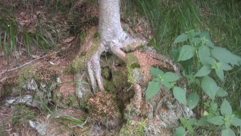 Freiliegende Fichtenwurzel.jpg