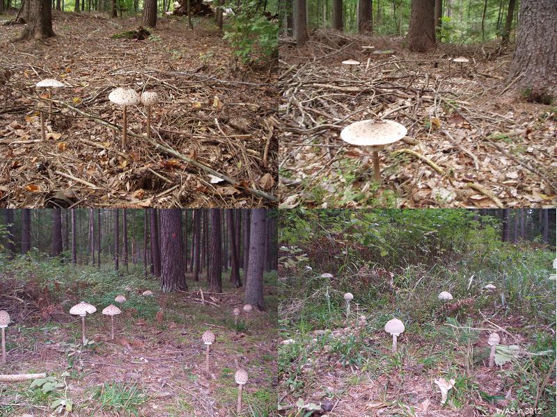 Parasol_Schwemme_Ende_September_2012.JPG