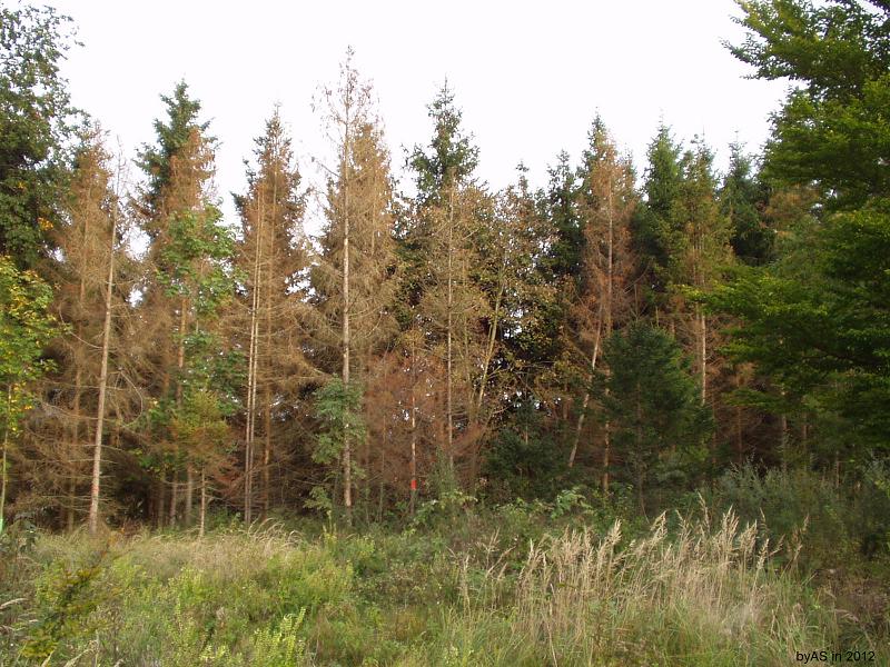 Kaefernest_im_eigenen_Wald_P9300010_2.JPG