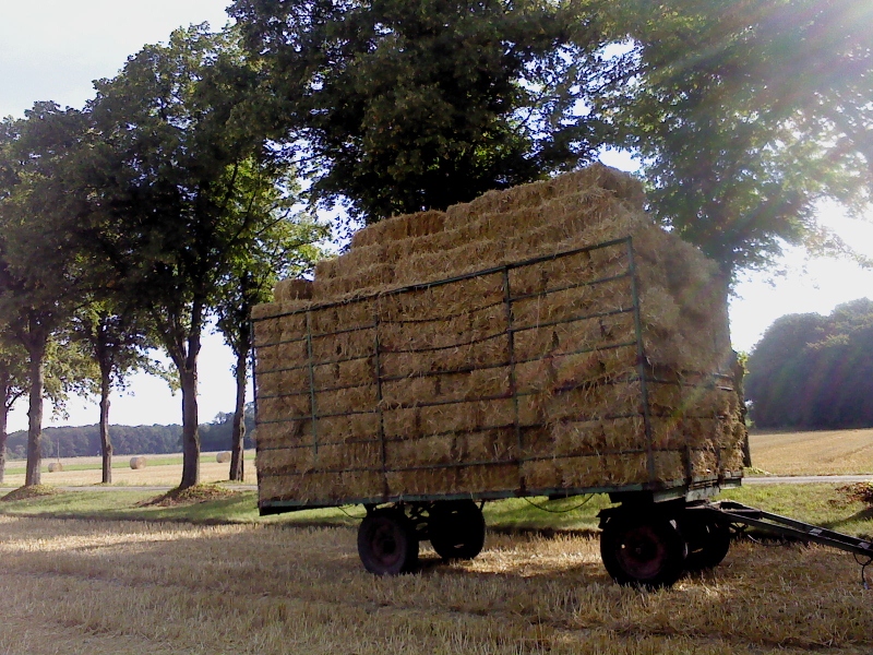 DSC00078 (800x600).jpg