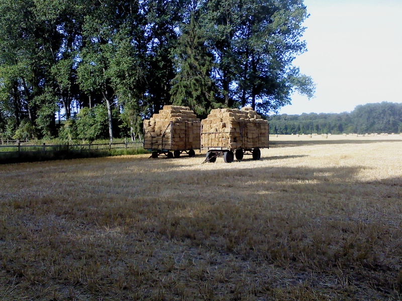 DSC00077 (800x600).jpg