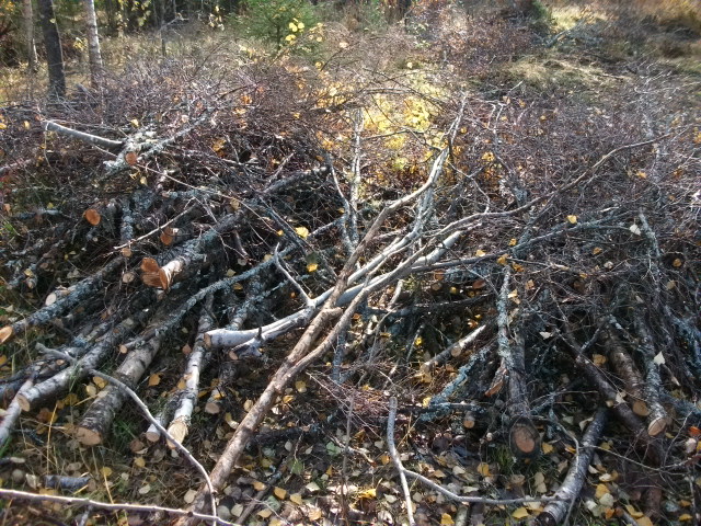 DSCF3729.jpg