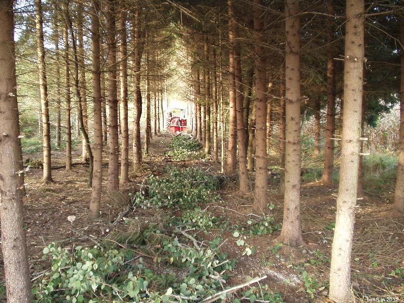 Rückegasse_in_Reihenpflanzung_PA050024_2.JPG