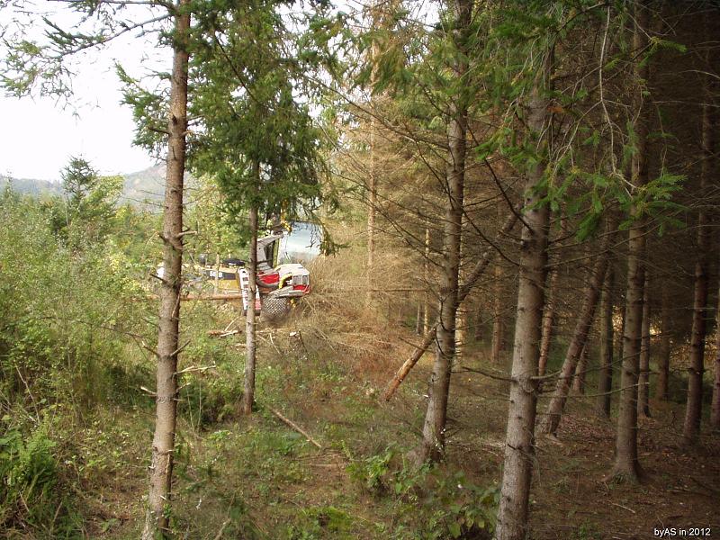 Kaefernest_Aufarbeitung_durch_Harvester_PA050013_2.JPG