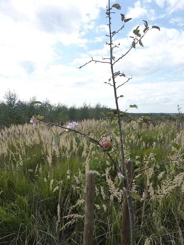 blühend-erntereifer Apfel.jpg