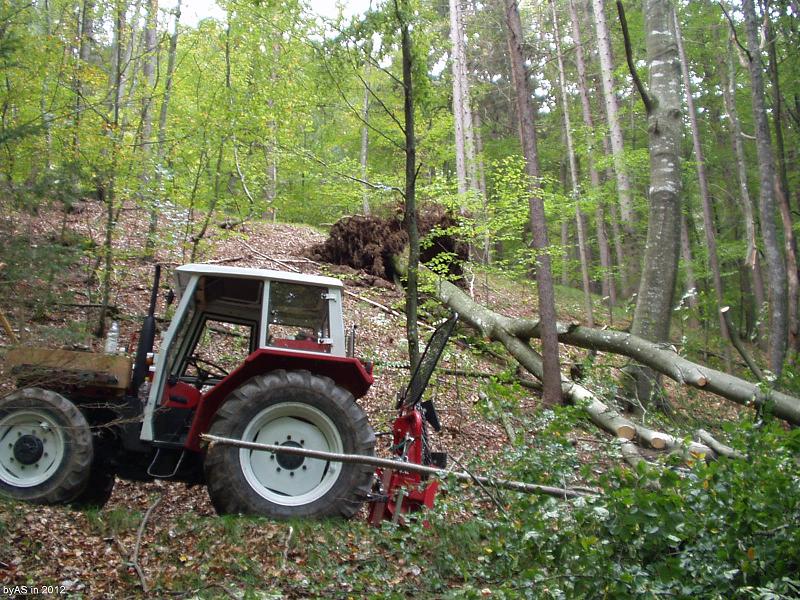 323_entwurzelte_Buche_PA090005_2.JPG