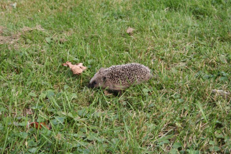 igel_1098.jpg