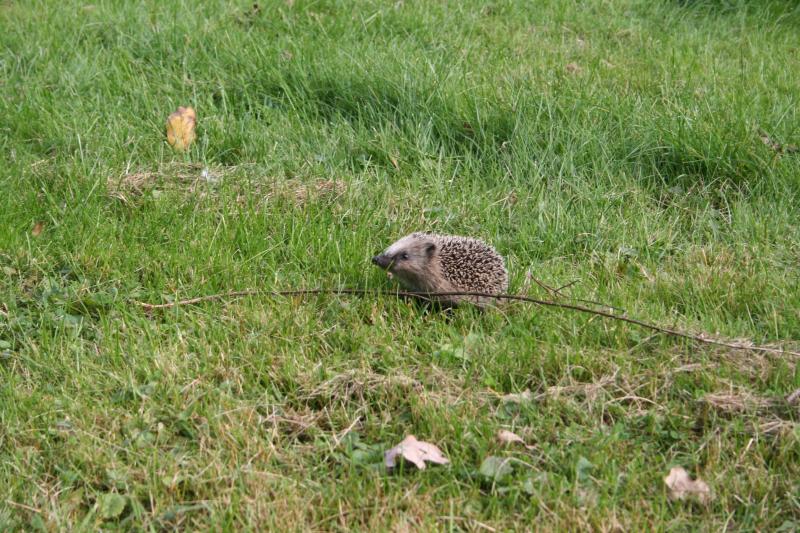 igel_1093.jpg