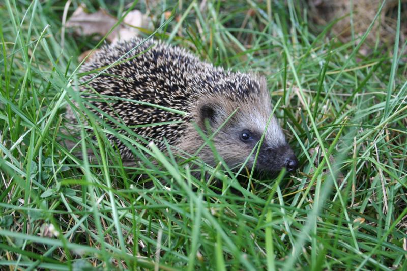 igel_1089.jpg