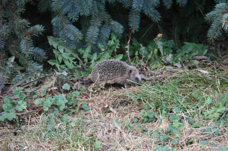 igel_1066.jpg