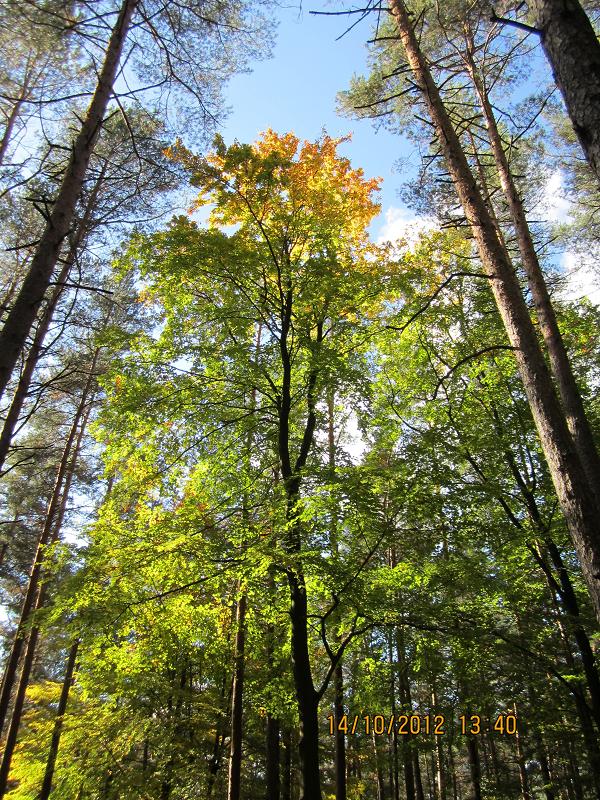 WaldOktober6 002.jpg