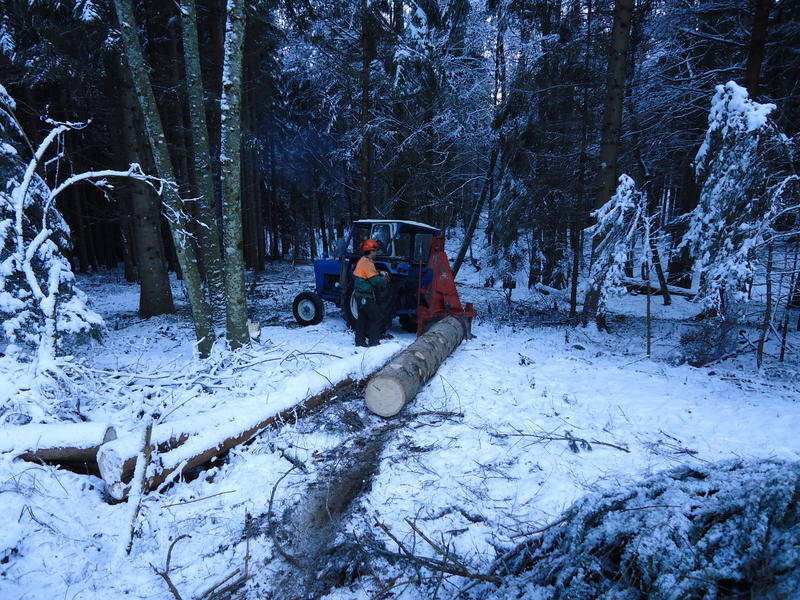 Wald0.jpg