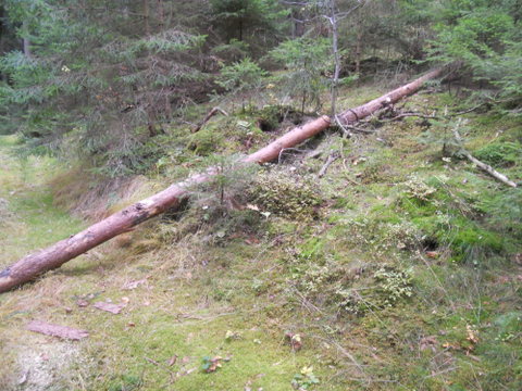 Brennholz2012 010.JPG