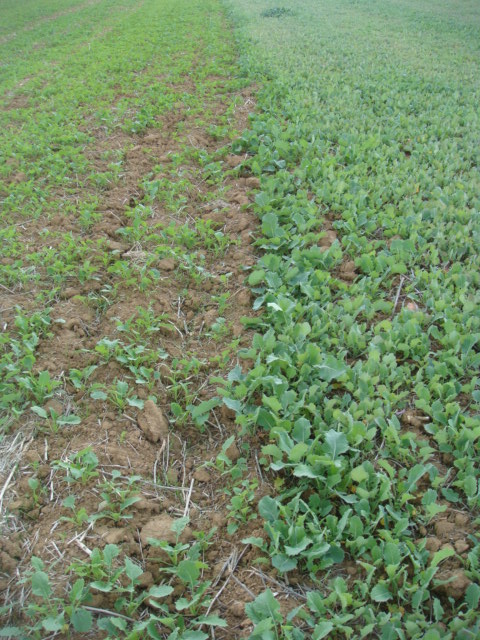 Winis 0-Input-Raps.JPG