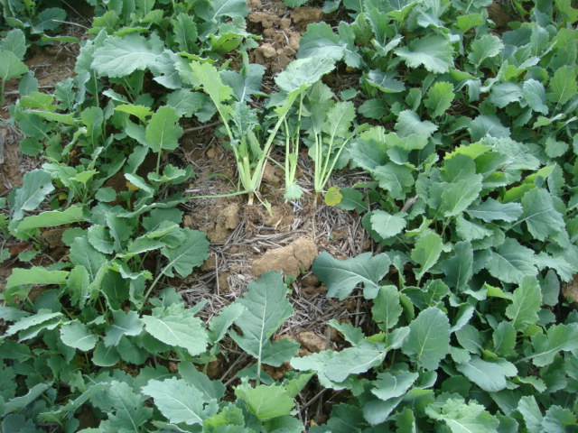 Wurzeln am 0-Input-Raps.JPG