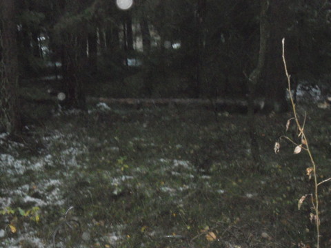 Brennholz2012 012.JPG