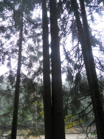 Brennholz2012 002.JPG