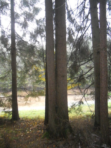 Brennholz2012 001.JPG