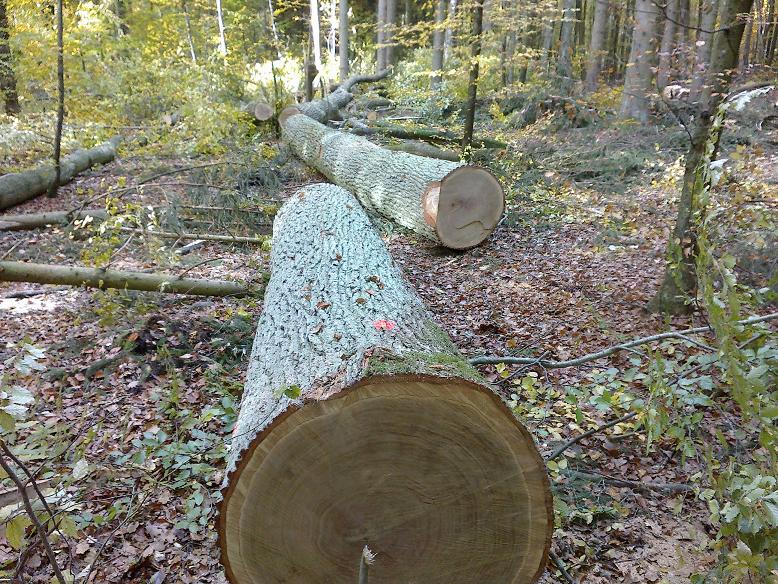 WaldNovember 002.jpg