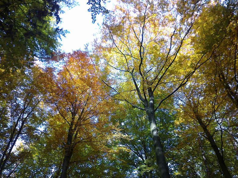 WaldNovember 004.jpg