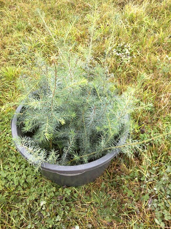 WaldNovember1 001.jpg