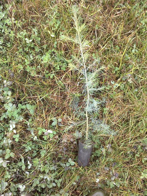 WaldNovember1 002.jpg