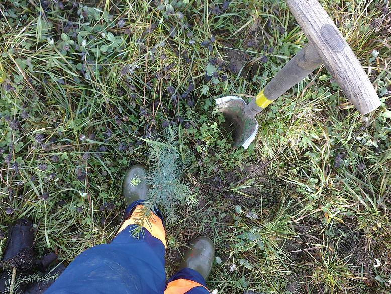 WaldNovember1 003.jpg