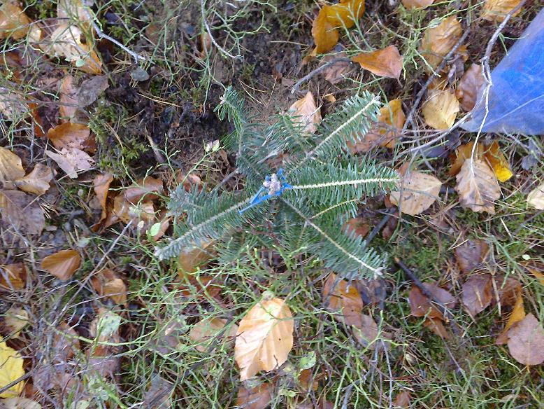 WaldNovember1 004.jpg