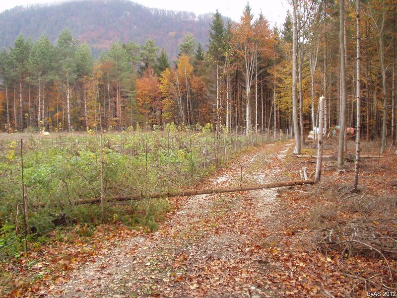 Sturmschaden_PB070001_2.JPG