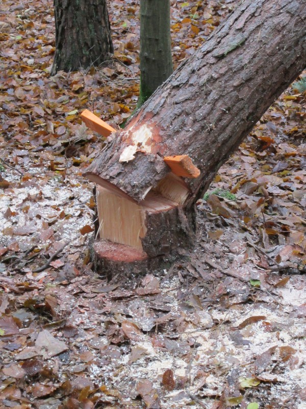 Bild 036.jpg