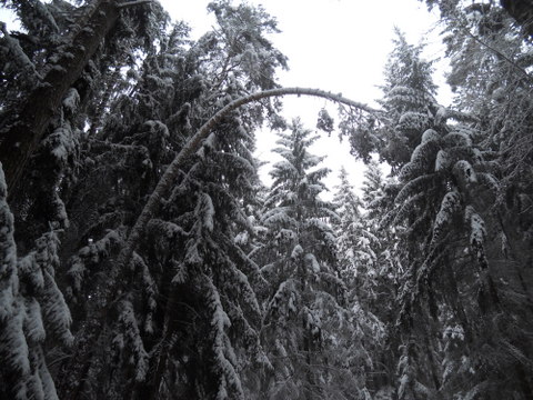 Schneedruck 2012 033.JPG