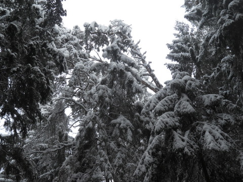 Schneedruck 2012 034.JPG