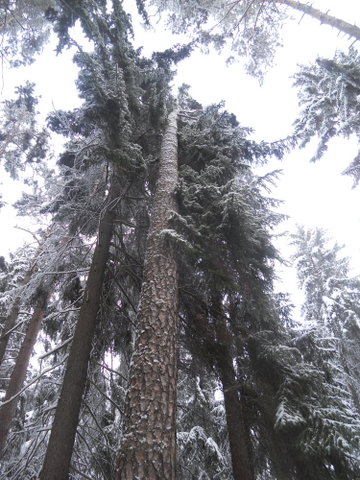 Schneedruck 2012 039.JPG