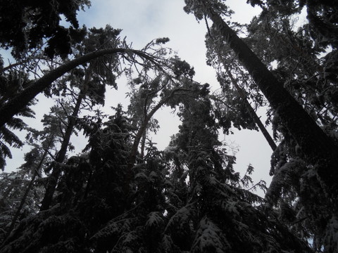 Schneedruck 2012 041.JPG