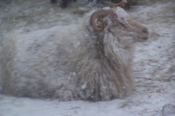 winterschaf.JPG