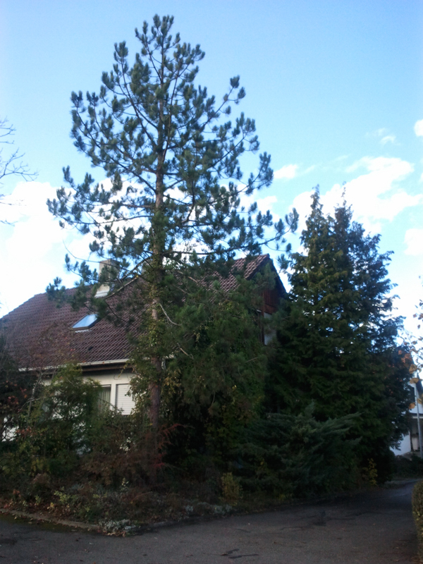 2012-11-03 14.05.33 002.jpg