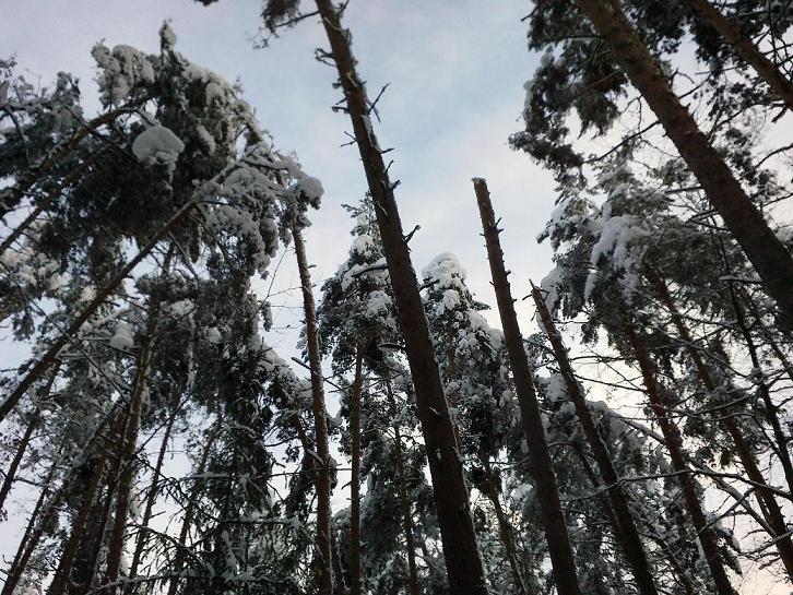 SchneebruchDezember 002.jpg