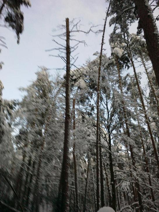 SchneebruchDezember 003.jpg